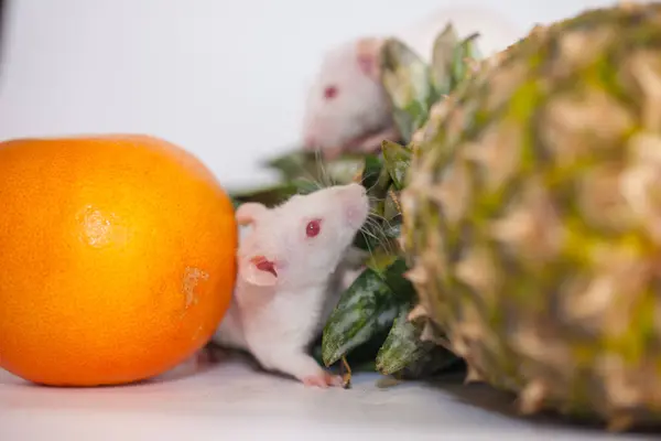 Los Ratones Comen Naranja Piña Animales Divertidos Con Comida — Foto de Stock