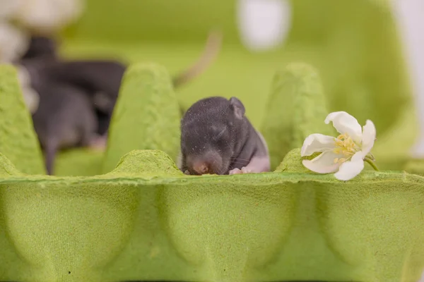 Hallo Sommer Kleine Süße Mäuse Zwischen Blumen Auf Leuchtend Grünem — Stockfoto