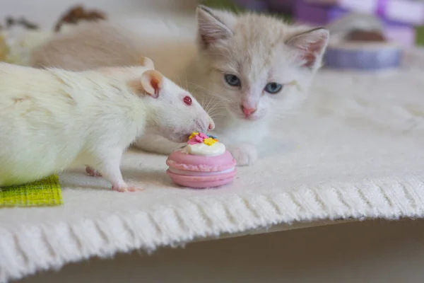 Good Mood Cute Cat Mouse Tom Jerry Good Morning Have — Stock Photo, Image