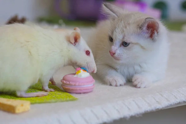 Good mood. Cute cat and mouse. Tom and Jerry. Good morning and have a nice day. Rat with colored cookies