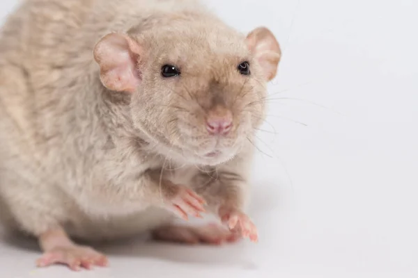 Brutal Severe Rats Funny Funny Mouse — Stock Photo, Image