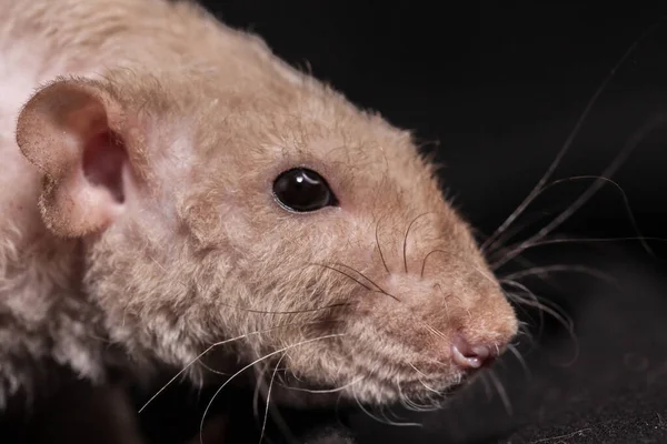 Жестокие Сильные Крысы Смешная Мышка — стоковое фото