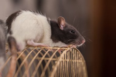 Salgın bir konseptten kendini soyutlama. Kafeste yaşayan bir yaratık. 2020 fare sembolü