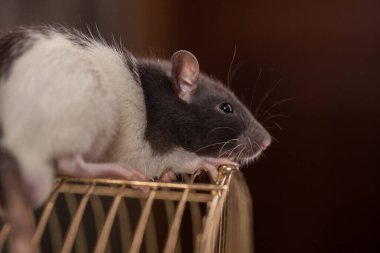 Salgın bir konseptten kendini soyutlama. Kafeste yaşayan bir yaratık. 2020 fare sembolü