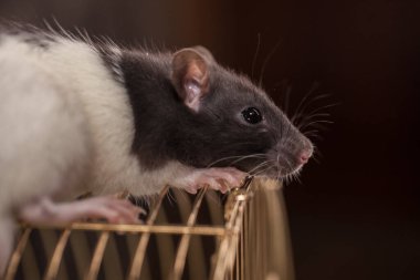 Salgın bir konseptten kendini soyutlama. Kafeste yaşayan bir yaratık. 2020 fare sembolü