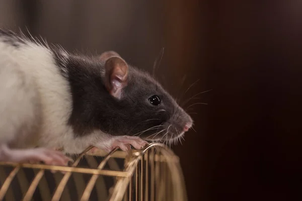 Samoizolacja Koncepcji Pandemii Żywe Stworzenie Klatce Symbol Szczura 2020 — Zdjęcie stockowe