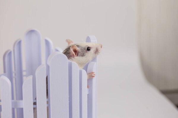 Good day and good mood. Cute mouse in a white rocking crib