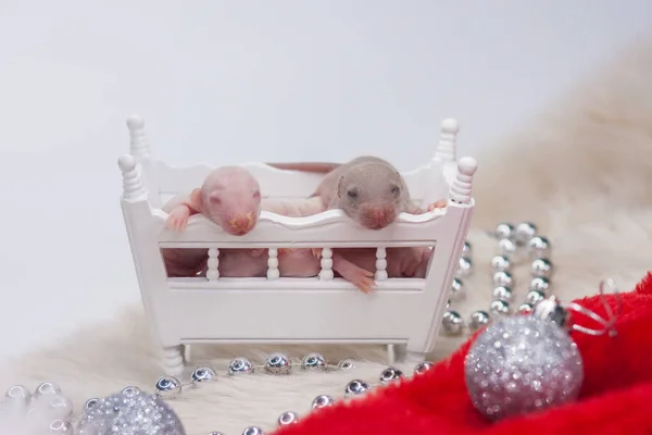 Good day and good mood. Cute mouse in a white rocking crib
