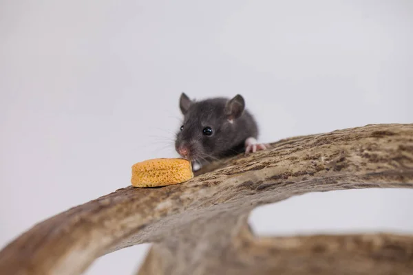 Ποντικός Τυρί Λευκό Φόντο — Φωτογραφία Αρχείου