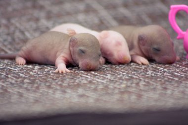 Tatlı çocuklar, arka planda fareler.