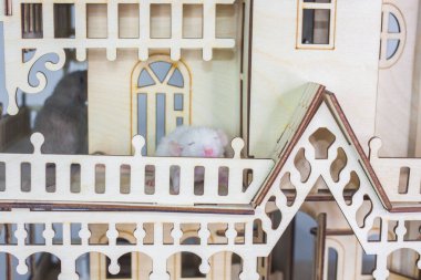 Beyaz sıçan bizden. Kendini soyutlama kavramı. Evde oturuyor.