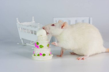 Doğum günü. Beyaz arka planda oyuncak bebekli küçük fareler.