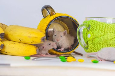 Fincanlar ve yiyecekler arasında beyaz arka plandaki çocuklar fareler