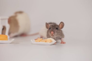 Fare beyaz arka planda peynir yiyor.