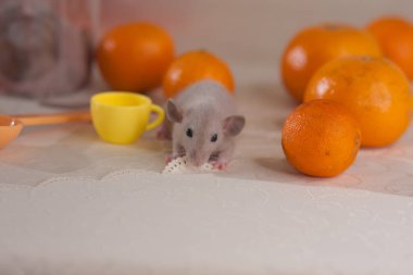 Turuncu portakallı şirin bir fare. Merhaba Spring. Keyfi yerinde.