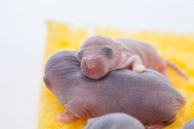 Sarı peynirli Cubs. Tatlı bebekler.