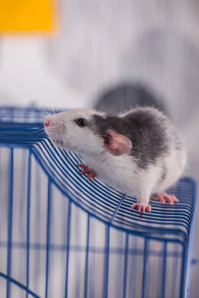 Koncepcja Samoizolacji Szczur Klatce Środki Ostrożności Epidemiologicznych — Zdjęcie stockowe
