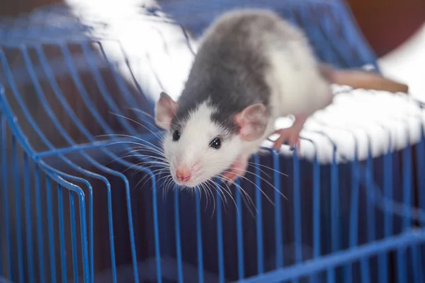 自己分離概念 檻の中でネズミ 流行の予防策 — ストック写真