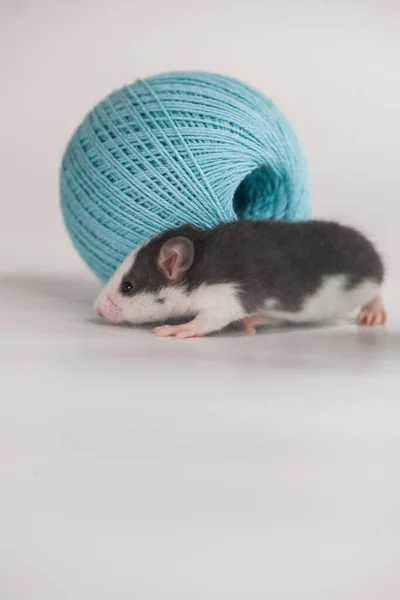 Petite Souris Avec Une Boule Bleue Fil Sur Fond Blanc — Photo