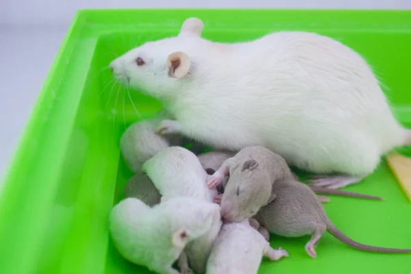 Крысиная Мама Новорожденные Дети Зеленой Клетке — стоковое фото
