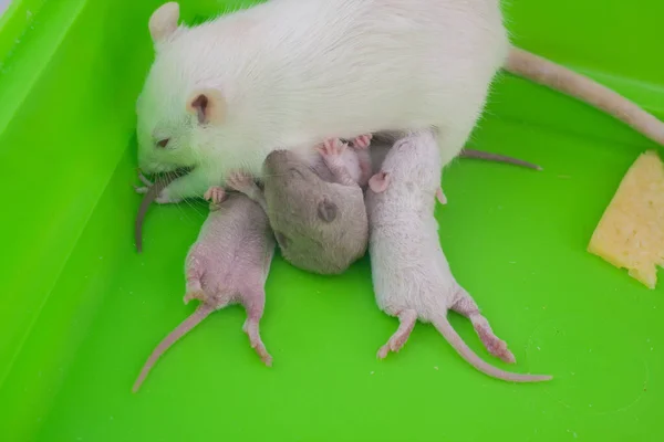 Rat Mam Haar Pasgeboren Baby Een Groene Kooi — Stockfoto