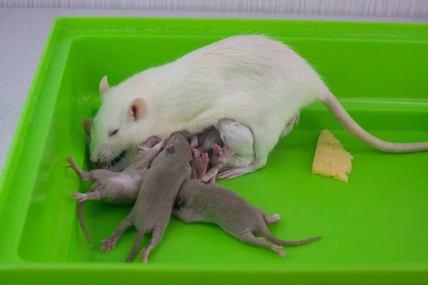 Rat Mam Haar Pasgeboren Baby Een Groene Kooi — Stockfoto