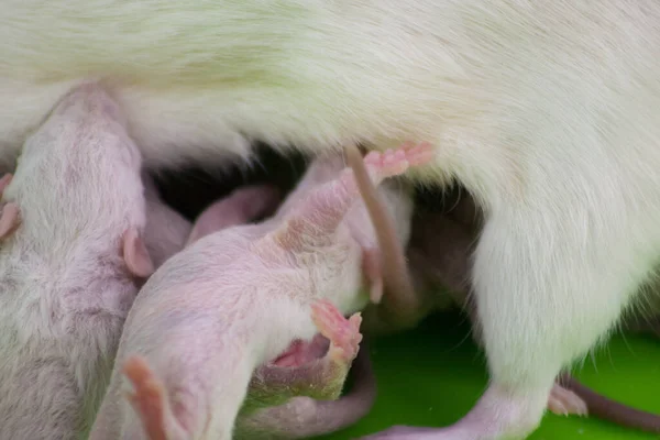 Rattenmutter Und Ihre Neugeborenen Einem Grünen Käfig — Stockfoto