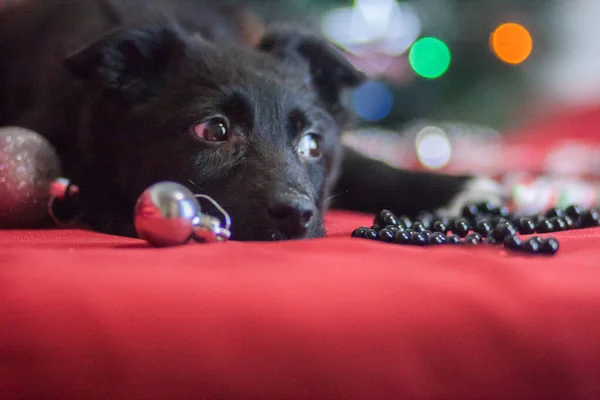 Pies Smutny Czerwonym Tle Święty Mikołaj Temat Świąteczny — Zdjęcie stockowe