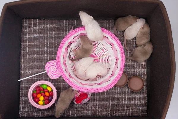 Niedliche Ratten Kinder Einem Rosa Nest Süße Heimat — Stockfoto