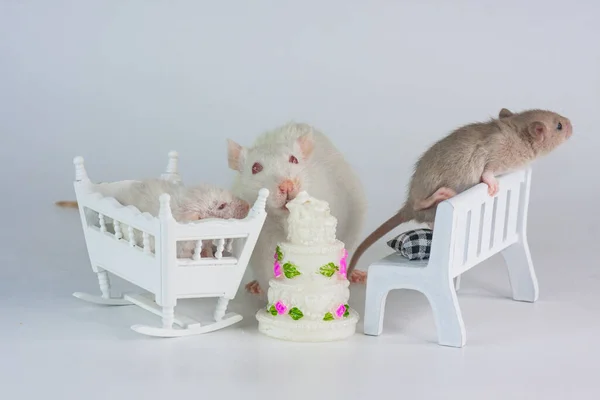 Geburtstag Kleine Mäuse Auf Weißem Hintergrund Mit Puppenkuchen — Stockfoto