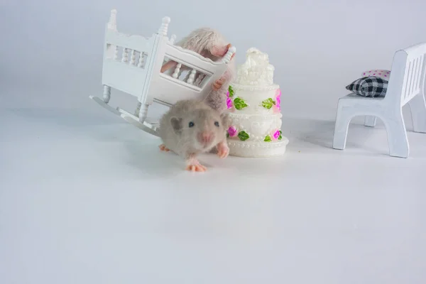 Birthday. Little mice on a white background with a doll cake