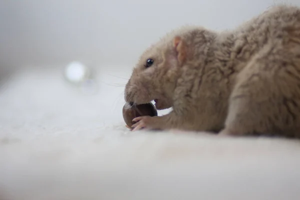 Huisdier Eten Ratten Een Witte Achtergrond — Stockfoto