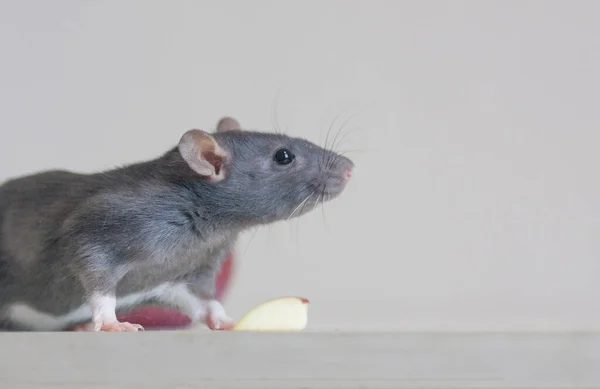 Graue Maus Auf Weißem Hintergrund Carrier — Stockfoto