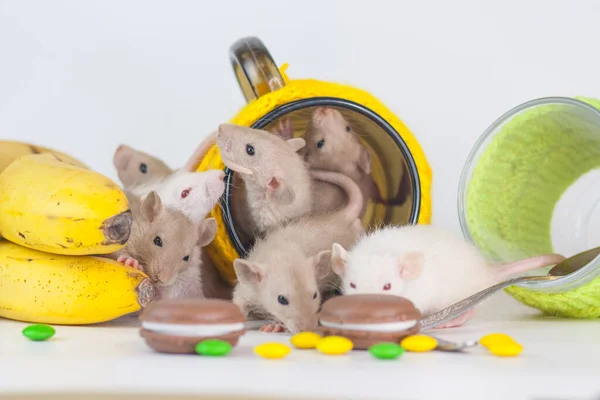 Crianças Ratos Fundo Branco Entre Copos Alimentos — Fotografia de Stock