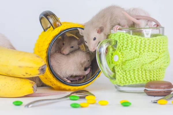 Kinderen Ratten Een Witte Achtergrond Tussen Bekers Voedsel — Stockfoto