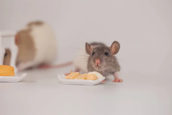 ネズミは白い背景でチーズを食べる — ストック写真