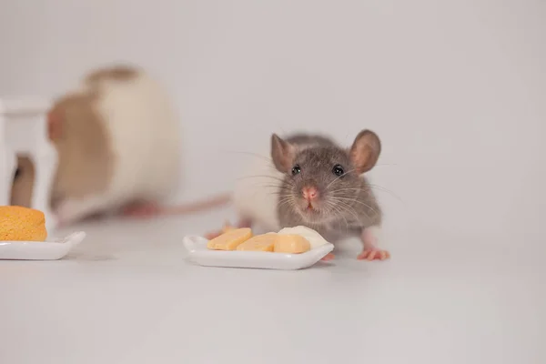 Rat Eet Kaas Een Witte Achtergrond — Stockfoto