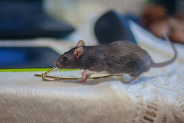 Rat Och Smartphone Vit Bakgrund Wifi Och Hacker — Stockfoto