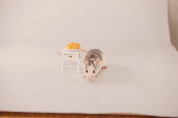 Rato Come Queijo Fundo Branco — Fotografia de Stock