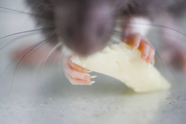 Dieta Ratto Mangia Grosso Pezzo Formaggio — Foto Stock