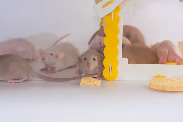 Pandemická Koncepce Sebeizolace Myš Domě — Stock fotografie