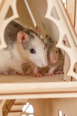İzolasyon bunu kendi başına yap. Coveid-19 salgın önleme önlemleri. Küçük siyah bir kafeste fare..