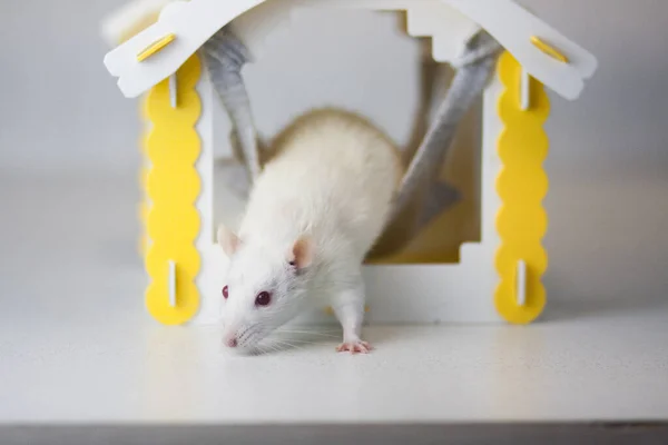 Izolacja Robi Sama Środki Zapobiegania Pandemii Coveid Szczur Domu Mysz — Zdjęcie stockowe