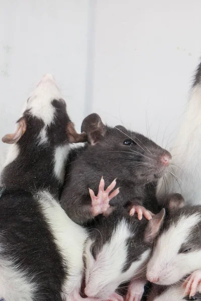 Izolacja Robi Sama Środki Zapobiegania Pandemii Coveid Szczury Szklanym Domu — Zdjęcie stockowe