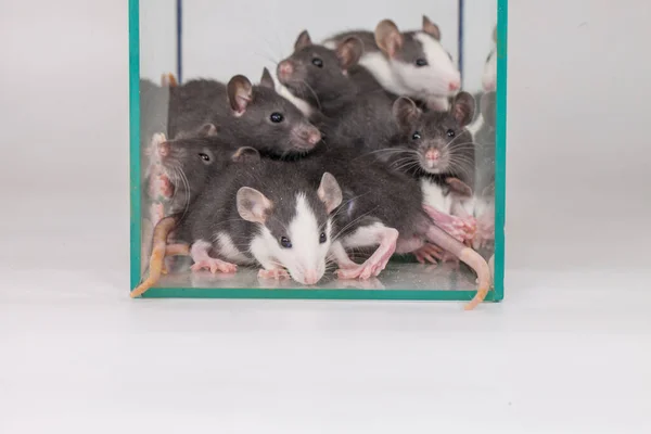 Isolation Yourself Concept Coveid Pandemic Prevention Measures Rats Family Glass — Stock Photo, Image