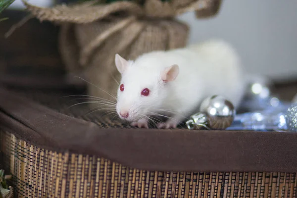 Isolatie Doet Het Zelf Concept Coveid Pandemische Preventiemaatregelen Ratten Een — Stockfoto