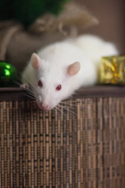 Isolatie Doet Het Zelf Concept Coveid Pandemische Preventiemaatregelen Ratten Een — Stockfoto