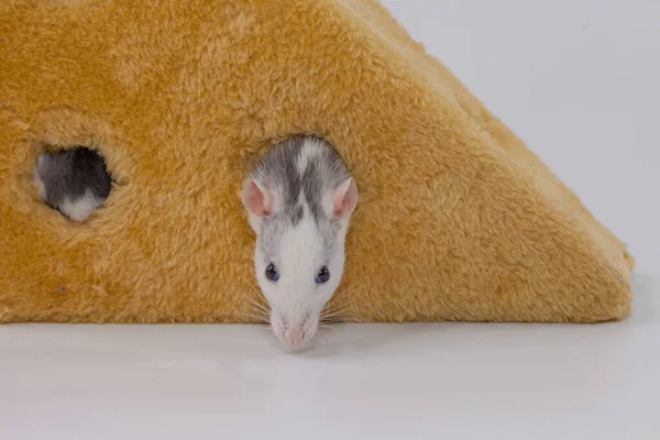 Isolation Yourself Konzept Coveid Pandemievorbeugung Ratten Einem Riesigen Stück Käse — Stockfoto