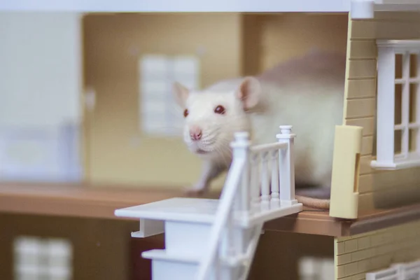 Isolering Gör Det Själv Koncept Förebyggande Pandemier Coveid Rat Svart — Stockfoto