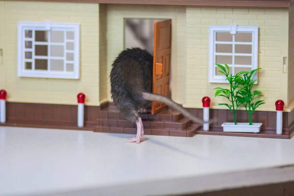 Izolacja Robi Sama Środki Zapobiegania Pandemii Coveid Szczur Czarnej Klatce — Zdjęcie stockowe
